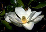 magnoliagrandiflora.jpg