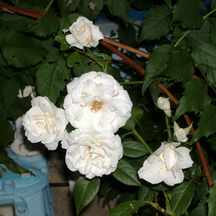 whiterosebush.jpg