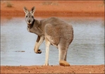 kangaroo.jpg